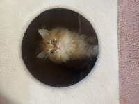 Sevimli oyuncu british longhair ny12
