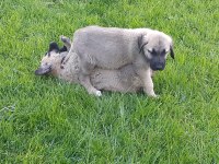 Köpeğimizi gel gör al