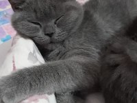 British shorthair cinsi yavru kediler