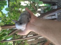 Cüce ve lop tavşanı