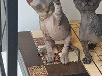 TÜRKİYEDE İLK VE TEK KULAKSIZ SFENKS