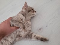Kedimize Yeni Yuva Arıyoruz