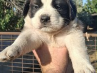 Safkan St Bernard Bethowan yavruları