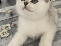 British shorthair silver ns11