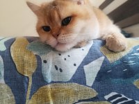 Damızlık şecereli golden british shorthair dişi