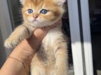 Golden Erkek Bebek Kedim Teslime Hazır