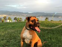 BOXER YAVRU