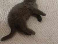 Erkek british shorthair
