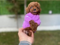 SAFKAN ORJİNAL KORE KURABİYE POODLE