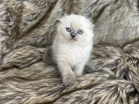 Rengarenk scottish fold bebekler