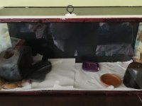 Erkek Pet Gecko
