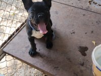 Yer sıkıntısı için köpeğimiz uyguna verilecektir