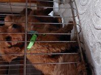 6 erkek ve 2 dişi poodle
