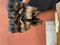 40 günlük koca kafa rottweiler yavrular