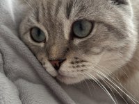 Scottish fold oğlum paşayı sahiplendiriyorum