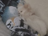 Orjinal sağlıklı ırk pomeranian boo
