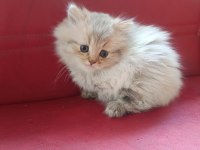 Ücretsiz Orjinal British Longhair Yavru Dişi