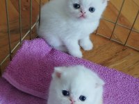 Scottish fold 2 AYLIK yavrular verilmeye hazır