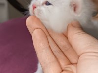 British longhair shorthair yavrular
