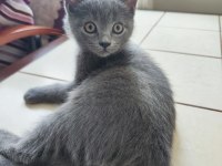 2 AYLIK SCOTTİSH STRAİGHT YAVRU KEDİM