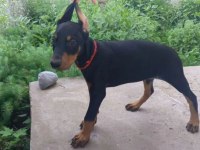 Sağlam doberman yavrular