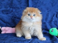 Kalite scottish fold arayanlara