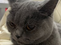 Ücretsiz sahiplendirme 1 yaşında british shorthair