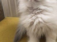 British Longhair Dişi Yavru