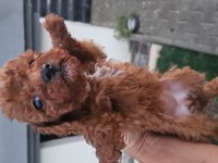 Ankara dan muhteşem poodle bebekler sizi bekler