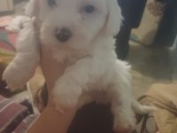 Sevimli maltese bebekler