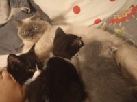 Anne british shorthair yavrulari