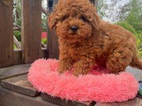 IRK GARANTİLİ TOY POODLE YAVRULARI