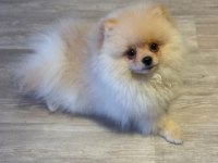 Pomeranian Yavrumuz Yeni Yuvasını Arıyor