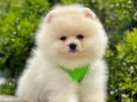 Sevimli Pomeranian Boo Yavrularımız