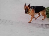 Safkan Alman Çoban Köpeği 10 Aylık
