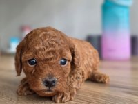 Lokum gibi poodle yavrular