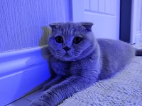 Kızımız 1 yaşında scottish fold