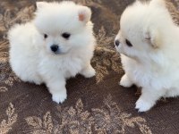 40 günlük pomeranian yavrular