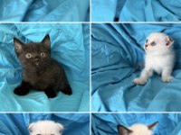 Kaliteli 1. Sınıf british shorthair yavrular