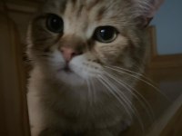 KEDİMİZ TARÇIN ONU SEVECEK AİLESİNİ ARIYOR