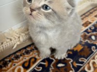 Scottish fold yavrular