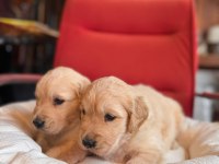 Golden Retriever Severler İçin Minik Kalpler