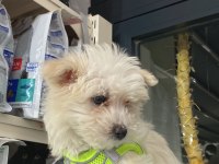 Yavru terrier sevilcan