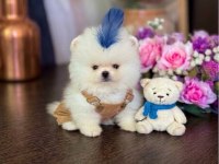 OYUNCAK GİBİ MİNİ BOY DİŞİ ERKEK POMERANİAN AYICIKLAR
