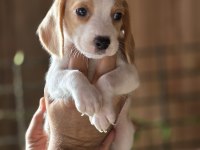 Safkan Beagle Yavruları