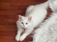 British Longhair Mavişim