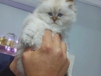 Tatlılar geldi british longhair