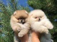 Pomeranian Boo Şehirdışı Gönderilir