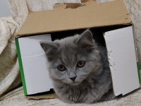 Yavru British Shorthair