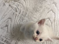 İran kedisi evlatlarıma yeni yuva arıyorum